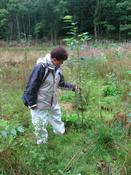 Gjennom planting og skjøtsel av arealer som ellers står i fare for tilfeldig gjengroing kan man oppnå kvalitetsvirke sier forsker Inger Sundheim Fløistad i Bioforsk Plantehelse.