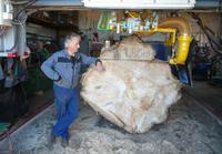 SMALL RIVER SLABBING MILL skjærer landets største tømmerdimensjoner! Eieren Thor Hesleskaug viser frem stokken som måler 185 cm utenpå bark.